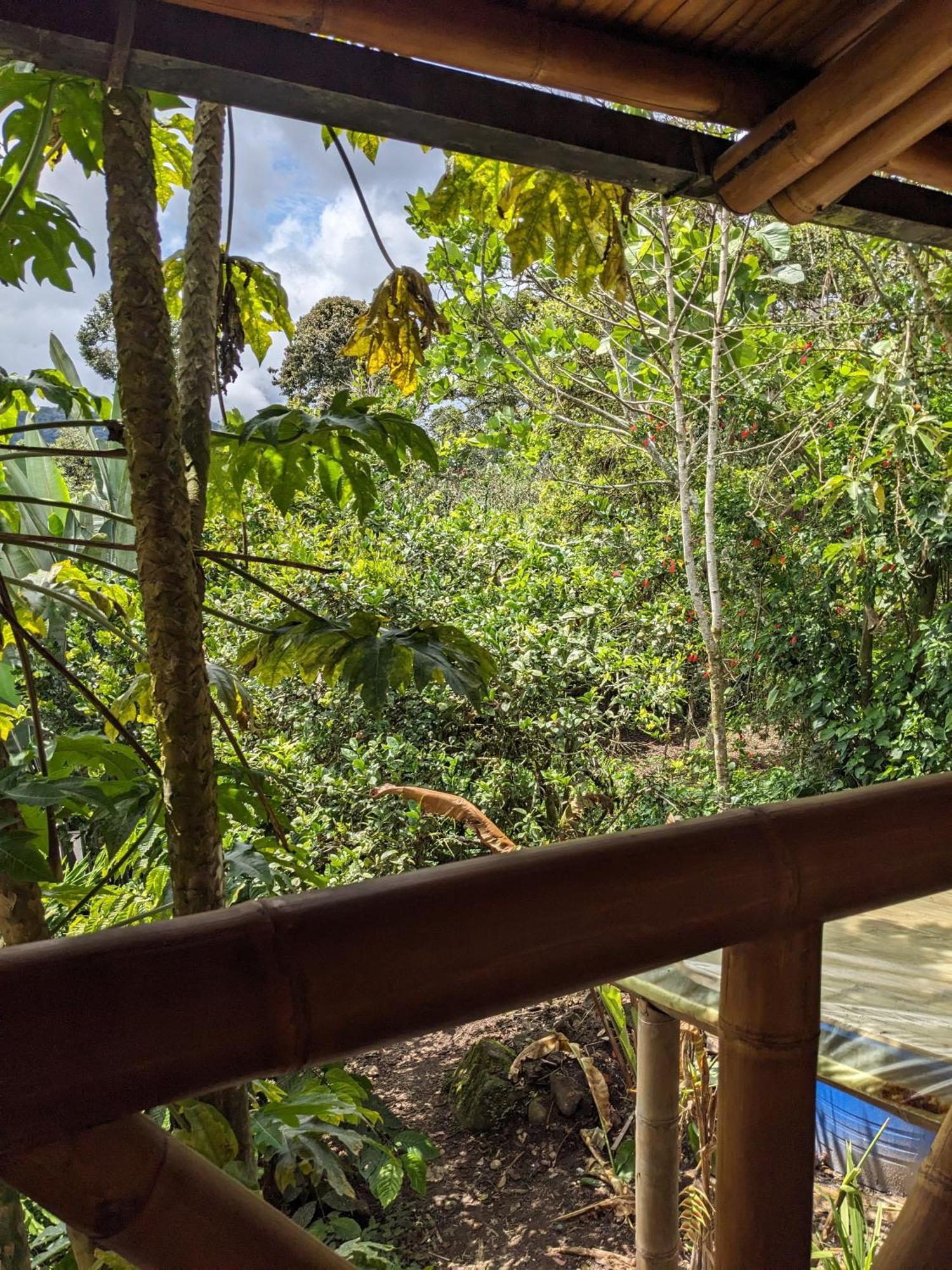 Golden Tree Mindo Eco-Lodge Extérieur photo